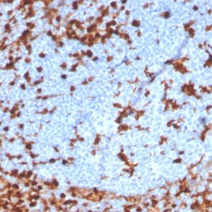 Formalin-fixed, paraffin-embedded human tonsil stained with Annexin A1 Recombinant Rabbit Monoclonal Antibody (ANXA1/3869R).