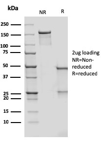 SDS-PAGE Analysis Purified CD209 Mouse Monoclonal Antibody (rC209/1781). Confirmation of Purity and Integrity of Antibody.