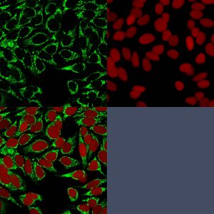 Immunofluorescence Analysis of MeOH-fixed HeLa cells labeled with HIF1 alpha Mouse Monoclonal Antibody (HIF1A/84) followed bygoat anti-mouse IgG-CF488 (Green). The nuclear counterstain is Reddot (Red).