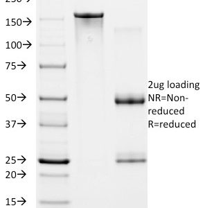 SDS-PAGE Analysis of Purified HIF1 alpha Mouse Monoclonal Antibody (ESEE122). Confirmation of Purity and Integrity of Antibody.