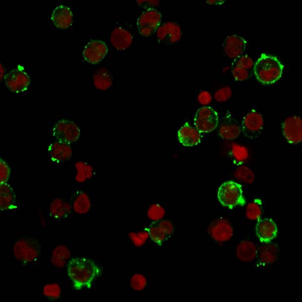 Immunofluorescent staining of Raji cells. HLA-DQ Rabbit Recombinant Monoclonal (HLA-DQA1/2866R) followed by goat anti-rabbit IgG-CF488 (Green). The nuclear counterstain is Reddot (Red).