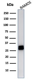 Western Blot Analysis of Ramos cell lysate using HLA-DR Mouse Monoclonal Antibody (LN-3).