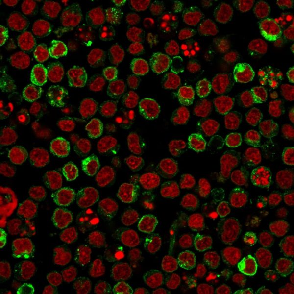 Immunofluorescence staining of Ramos cells using HLA-DR Mouse Monoclonal Antibody (LN-3) followed by goat anti-Mouse IgG conjugated to CF488 (green). Nuclei are stained with Reddot.