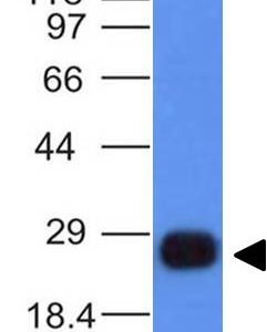 Western Blot Anaysis of Ramos Cell Lyste using HLA-DR Monoclonal Antibody (HLA-DRB/1067).