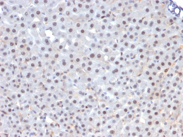 Formalin-fixed, paraffin-embedded rat liver stained  with FOXA1 Mouse Monoclonal  Antibody (FOXA1/1241).