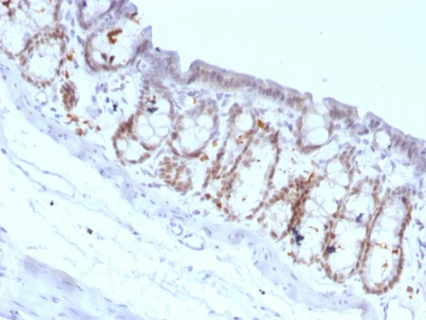 Formalin-fixed, paraffin-embedded Rat Colon stained with FOXA1 Monoclonal Antibody (FOXA1/1518).