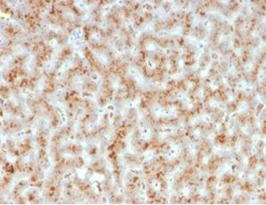 Formalin-fixed, paraffin-embedded human liver stained with Haptoglobin Mouse Monoclonal Antibody (HP/3835) at 2ug/ml.