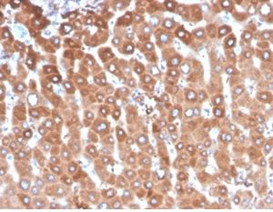 Formalin-fixed, paraffin-embedded human liver stained with Haptoglobin Mouse Monoclonal Antibody (HP/3837) at 2ug/ml.