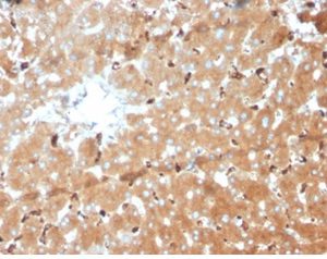 Formalin-fixed, paraffin-embedded human liver stained with Haptoglobin Mouse Monoclonal Antibody (HP/3839) at 2ug/ml.