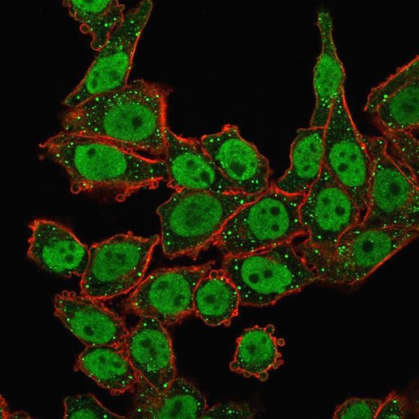 Immunofluorescence Analysis of human HeLa cells labeling APEX Nuclease I with APEX Nuclease I Mouse Monoclonal Antibody (CPTC-APEX1-2) followed by Goat anti-Mouse IgG-CF488 (Green). Phalloidin CF640 stains the membrane red.