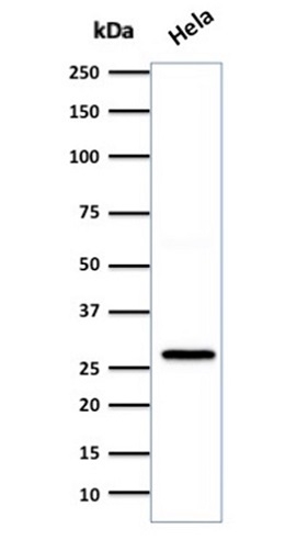 Western blot analysis of HeLa cell lysate using HSP27 Mouse Monoclonal Antibody (SPM252).