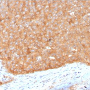 Formalin-fixed, paraffin-embedded human pancreas stained with HSP90AB1 Mouse Monoclonal Antibody (HSP90AB1/3951).
