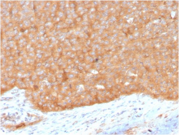 Formalin-fixed, paraffin-embedded human pancreas stained with HSP90AB1 Mouse Monoclonal Antibody (HSP90AB1/3951).