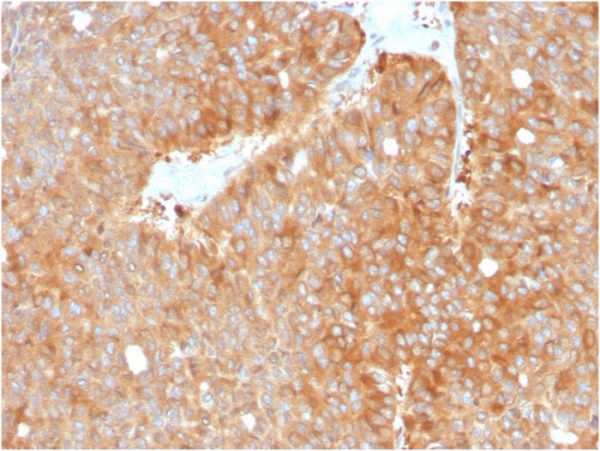 Formalin-fixed, paraffin-embedded human pancreas stained with HSP90AB1 Mouse Monoclonal Antibody (HSP90AB1/3952).