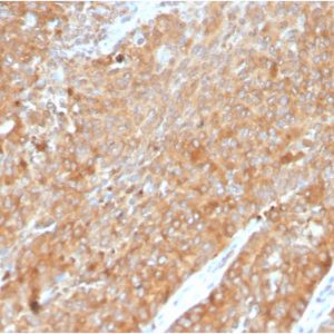 Formalin-fixed, paraffin-embedded human pancreas stained with HSP90AB1 Mouse Monoclonal Antibody (HSP90AB1/3954).