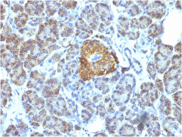Formalin-fixed, paraffin-embedded human Pancreas stained with HSP60 Monoclonal Antibody (LK1).