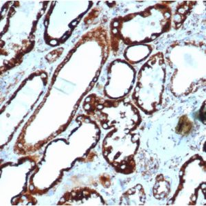 Formalin-fixed, paraffin-embedded human thyroid stained with HSP60Recombinant Mouse Monoclonal Antibody (rHSPD1/6495).