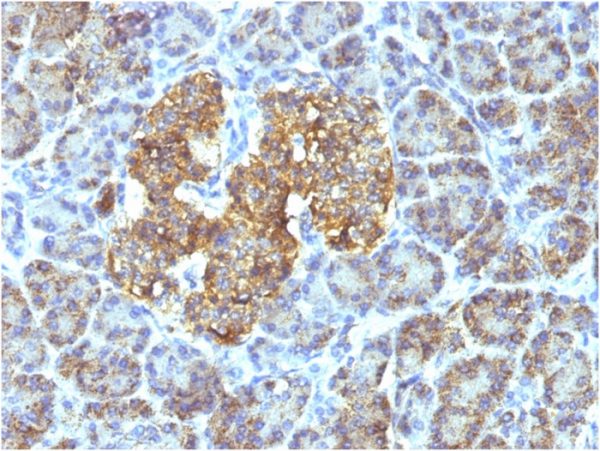 Formalin-fixed, paraffin-embedded human Pancreas stained with HSP60 Monoclonal Antibody (SPM253)