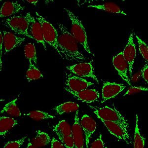 Immunofluorescence staining of MEOH-fixed HeLa cells using HSP60 Mouse Monoclonal Antibody (LK2) followed by goat anti-mouse IgG-CF488 (green); nuclei labeled with NucSpot (red).