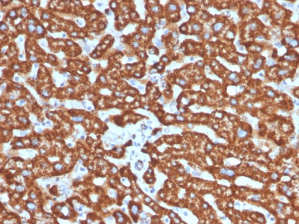 Formalin-fixed, paraffin-embedded human liver in colon stained with HSP60 Mouse Monoclonal Antibody (LK2).