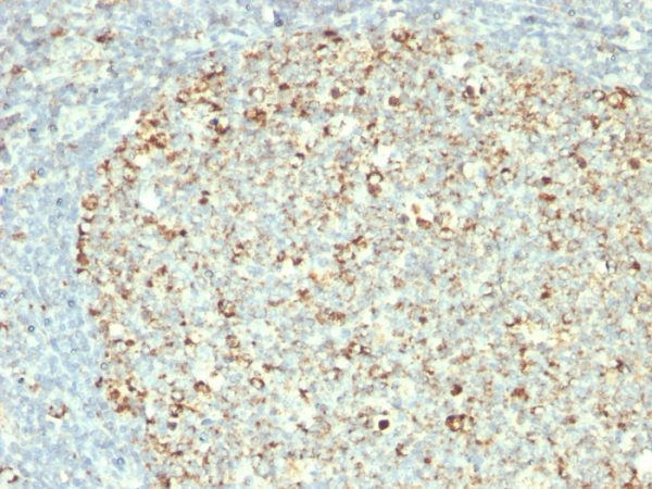 Formalin-fixed, paraffin-embedded human Tonsil stained with HSP60 Monoclonal Antibody (GROEL/730