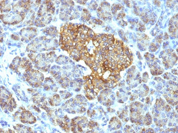 Formalin-fixed, paraffin-embedded human Pancreas stained with HSP60 Monoclonal Antibody (GROEL/730).