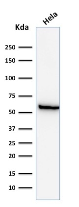 Western Blot Analysis of HeLa cell lysate using HSP60 Monoclonal Antibody (GROEL/730).