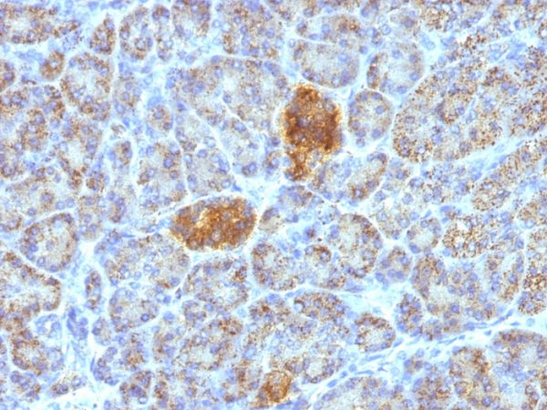Formalin-fixed, paraffin-embedded human Pancreas stained with HSP60-Monospecific Mouse Monoclonal Antibody (HSPD1/780).