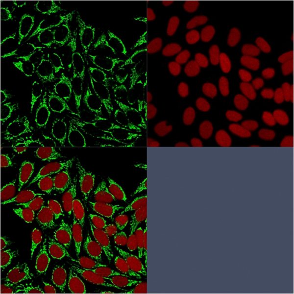 Confocal immunofluorescence image of MeOH-fixed Hela cells using Heat Shock Protein 60 Mouse Monoclonal Antibody(HSPD1/875) followed by goat anti-mouse IgG-CF488 (green).Nuclei stained with RedDot.