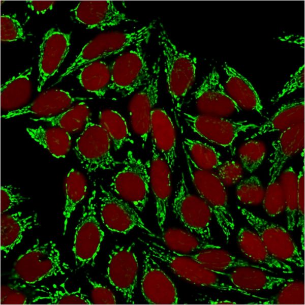 Confocal immunofluorescence image of MeOH-fixed Hela cells using Heat Shock Protein 60 Mouse Monoclonal Antibody (HSPD1/875) followed by goat anti-mouse IgG-CF488 (green).Nuclei stained with RedDot.