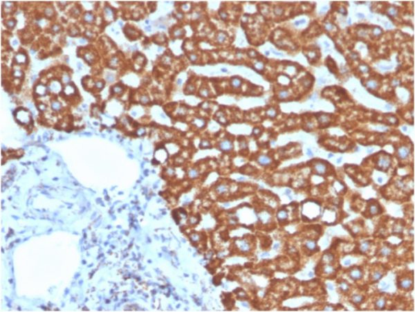 Formalin-fixed, paraffin-embedded human liver in colon stained with Heat Shock Protein 60 Mouse Monoclonal Antibody (HSPD1/875).