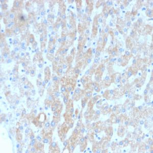 Formalin-fixed, paraffin-embedded human Liver stained with HSP60 Mouse Recombinant Monoclonal Antibody (rGROEL/780).