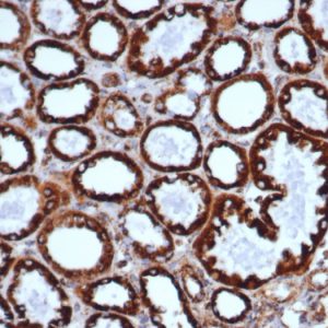 Formalin-fixed, paraffin-embedded human liver stained with HSP60 Rabbit Recombinant Monoclonal Antibody (HSPD1/6498R).