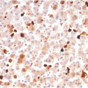 Formalin-fixed, paraffin-embedded human liver stained with Apolipoprotein A1 Mouse Monoclonal Antibody (APOA1/3661).