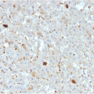 Formalin-fixed, paraffin-embedded human liver stained with Apolipoprotein A4 Mouse Monoclonal Antibody (APOA4/3372).