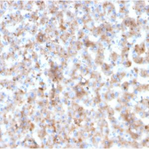 Formalin-fixed, paraffin-embedded human liverstained with Apolipoprotein B Mouse Monoclonal Antibody (APOB/3300).