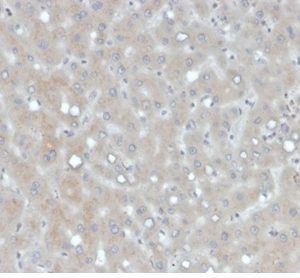 Formalin-fixed, paraffin-embedded human liver stained with Apolipoprotein B Mouse Monoclonal Antibody (APOB/4335).