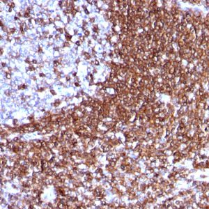 Formalin-fixed, paraffin-embedded human Tonsil stained with CD50 Mouse Monoclonal Antibody (186-2G9).