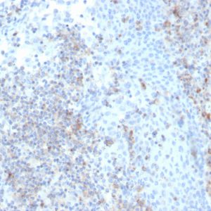 Formalin-fixed, paraffin-embedded human Tonsil stained with CD50 Recombinant Mouse Monoclonal Antibody (rICAM3/1019).
