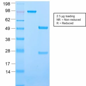 SDS-PAGE Analysis of Purified CD50 Rabbit Recombinant Monoclonal Antibody (ICAM3/2873R). Confirmation of Purity and Integrity of Antibody.