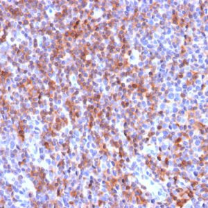 Recombinant CD50 / ICAM3 Antibody