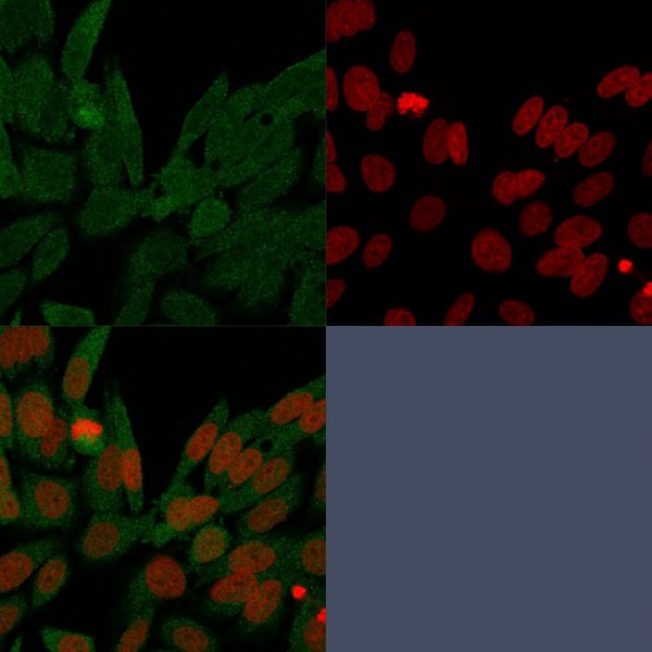 Immunofluorescence Analysis of PFA-fixed HeLa cells labeling IDH1. IDH1 Mouse Monoclonal Antibody (IDH1/1152) followed by goat anti-mouse IgG-CF488 (green). Nuclei counterstained with RedDot.