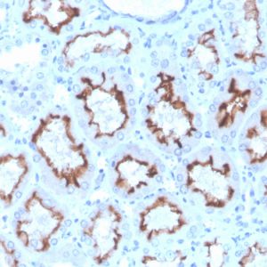 Formalin-fixed, paraffin-embedded human kidney stained with Interferon gamma Recombinant Mouse Monoclonal Antibody (rIFNG/4467).