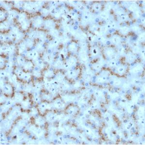 Formalin-fixed, paraffin-embedded human liver stained with Apolipoprotein D Mouse Monoclonal Antibody (APOD/3412).