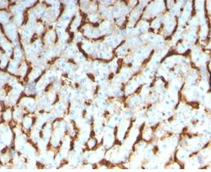 Formalin-fixed, paraffin-embedded human liver stained with Apolipoprotein D Mouse Monoclonal Antibody (APOD/3413).