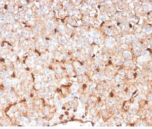 Formalin-fixed, paraffin-embedded human liver stained with Apolipoprotein D Mouse Monoclonal Antibody (APOD/3414).