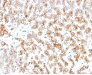Formalin-fixed, paraffin-embedded human liver stained with Apolipoprotein D Mouse Monoclonal Antibody (APOD/3415).