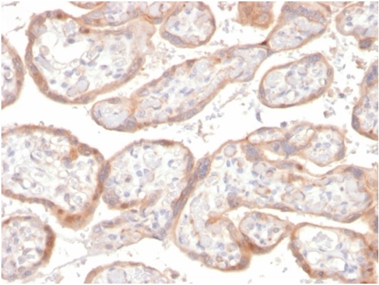 Formalin-fixed, paraffin-embedded human placenta stained with IGFBP3 Mouse Monoclonal Antibody (IGFBP3/3517)at 2ug/ml in PBS. HIER: Tris/EDTA, pH9.0, 45min. 2°C: HRP-polymer, 30min. DAB, 5min.