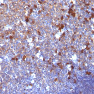Formalin-fixed, paraffin-embedded human Tonsil stained with IgG Monoclonal Antibody (IG217)