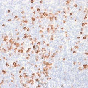 Formalin-fixed, paraffin-embedded human Tonsil stained with IgG Mouse Recombinant Monoclonal Antibody (rIG266).